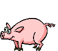 schweine-0012