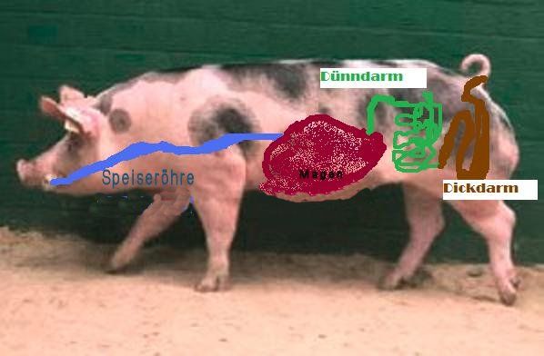 Verdauungsorgane des Schweins (skizzenhaft)
