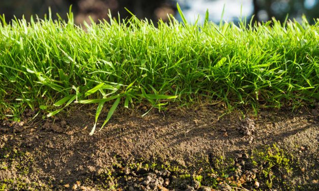 Der Boden – Die Grundlage für unsere Ernährung