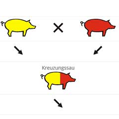 Reinzucht und Kreuzung (am Beispiel von Schweinen)