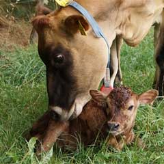 Tierkinder auf dem Bauernhof