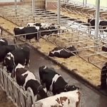 Bauer Beier hat jede Kuh im Blick
