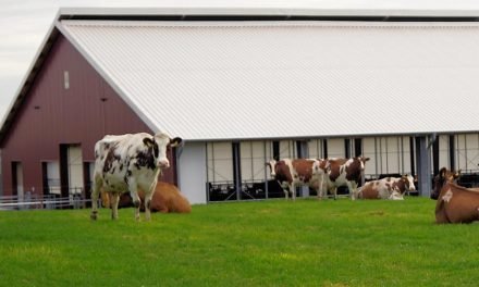 Gedanken zum Tierwohl in der Rinderhaltung