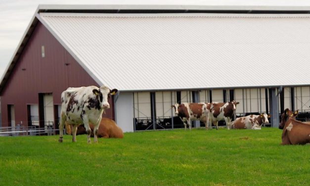 Gedanken zum Tierwohl in der Rinderhaltung