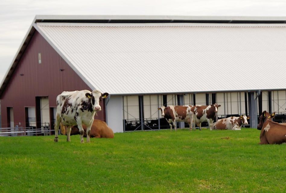 Gedanken zum Tierwohl in der Rinderhaltung