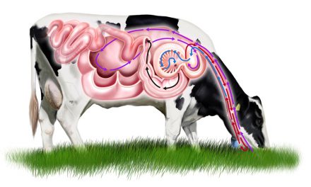 So funktioniert der Magen einer Kuh