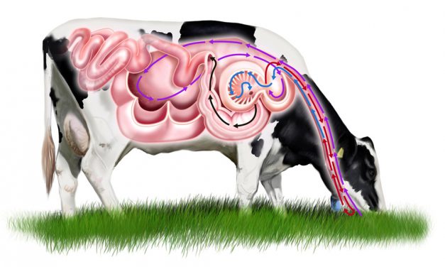So funktioniert der Magen einer Kuh